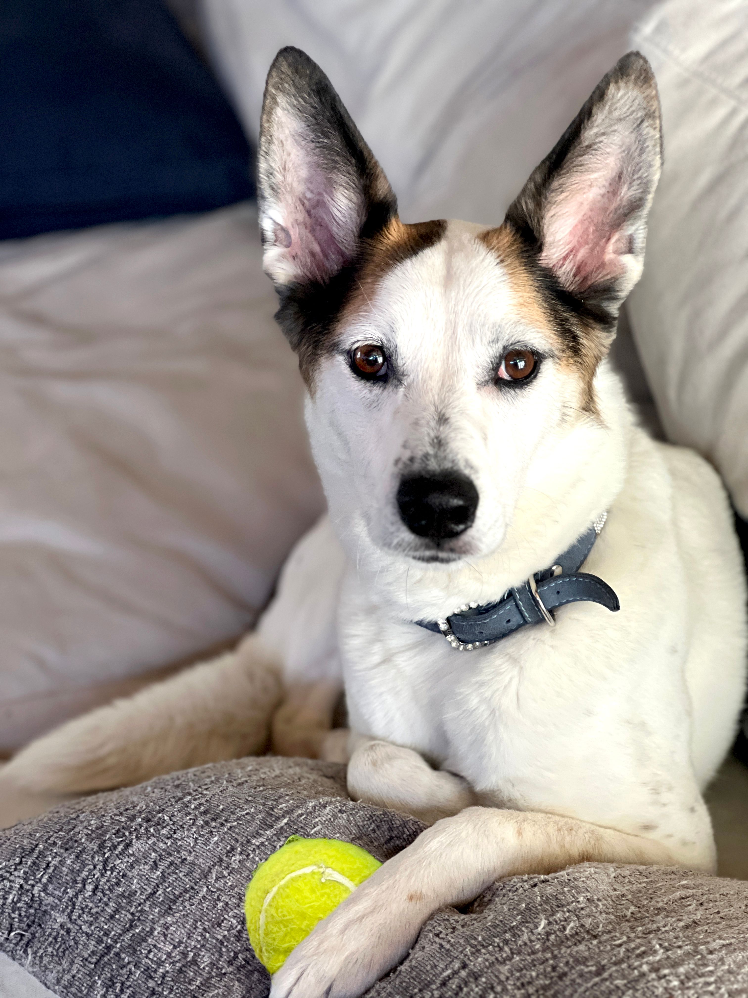 imagen de galeria de 5 elementos